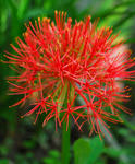 haemanthus.jpg