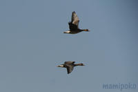magan110108_5.jpg