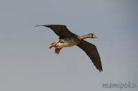 magan110108_4.jpg