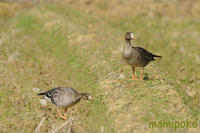 magan110108_2.jpg
