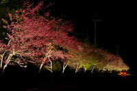 sakura3.jpg