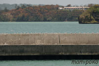 mure4.jpg