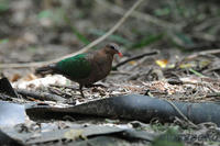 0703_kinbato2.jpg