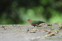 0703_kinbato1.jpg