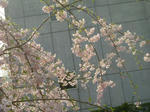 DSCF2952.JPG
