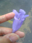 Image080.jpg