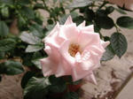 rose.jpg