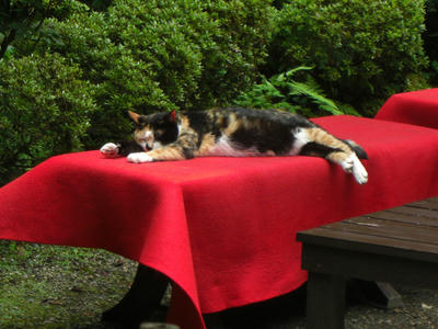 2009neko01.jpg