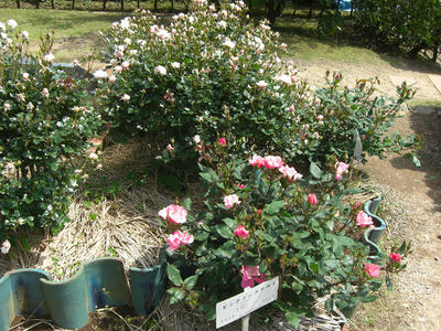 2011bara03.jpg