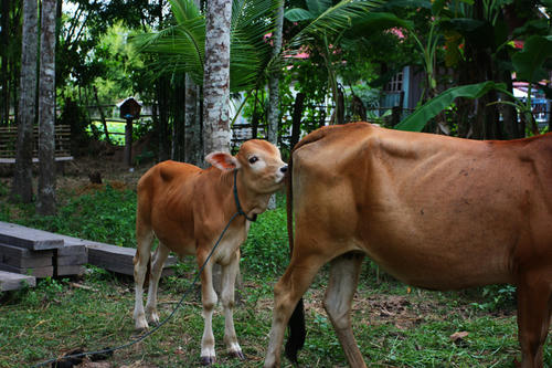 cow3.jpg