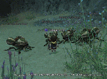 monga3.gif