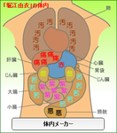 堀江由衣体内メーカー