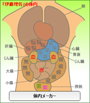 伊藤理佐体内メーカー