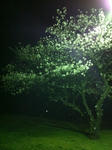 夜桜１