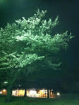 夜桜２