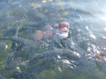 P1000499.JPG