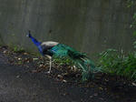P1000700.JPG