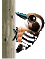 kogera3.gif