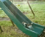 suberidai.gif