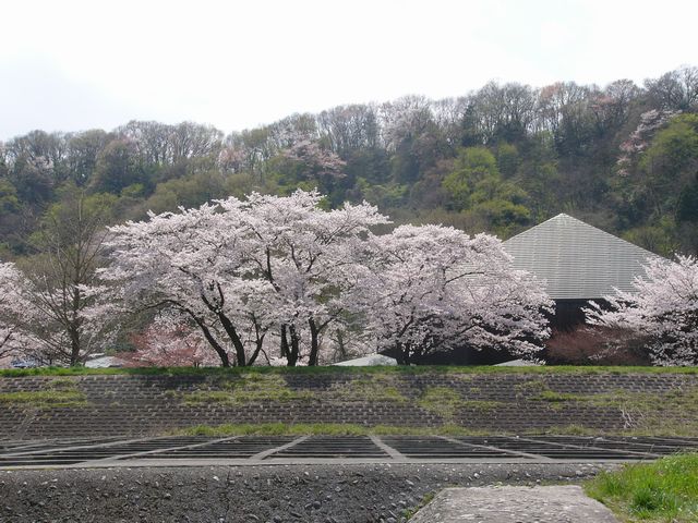 郷土博物館前の桜