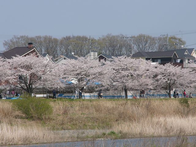 水上公園付近の桜