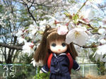 20090408-2.jpg