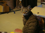 DSC01011.JPG