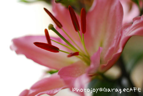 PJ_DSC_9519.jpg