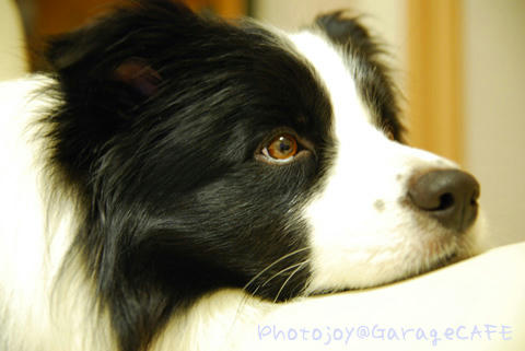 PJ_DSC_9616.jpg