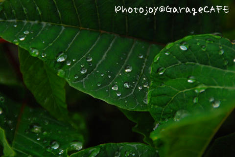 PJ_DSC_9666.jpg