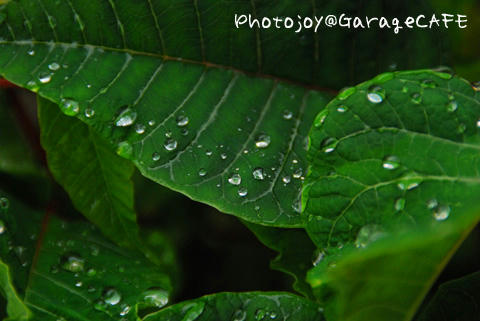 PJ_DSC_9666_01.jpg