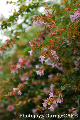 PJ_DSC_9698.jpg