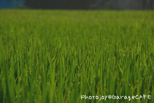 PJ_DSC_10676_01.JPG