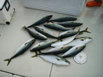 P7010004-1.jpg