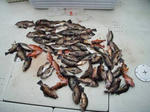 P3090001-1.jpg