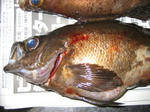 6be3e655.jpg