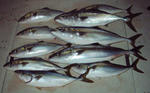 P7200004-1.jpg