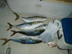P9150002-1.jpg