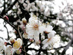 梅の花