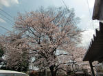 CIMG0798.JPG