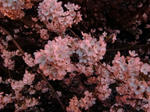 CIMG0869.JPG