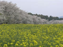 saitobaru070408c0279.jpg