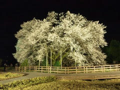 isshingyo0903284001r.jpg