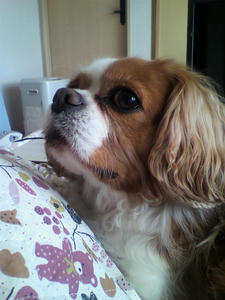 lady
