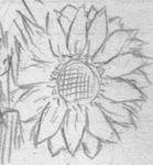 sunflower.JPG