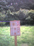 スズメバチ