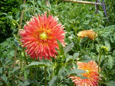 0108dahlia