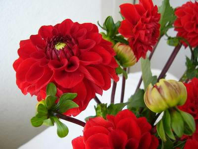 0808dahlia