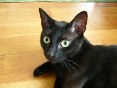 kuro