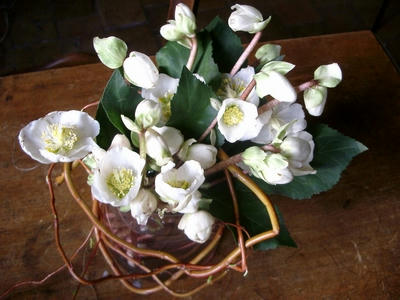 rose de noel
